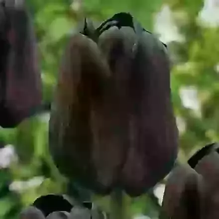 Mid Season Tulips